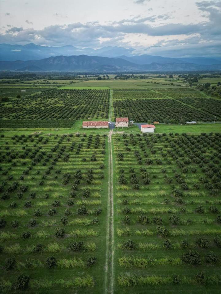 Mestvireni Telavi Esterno foto