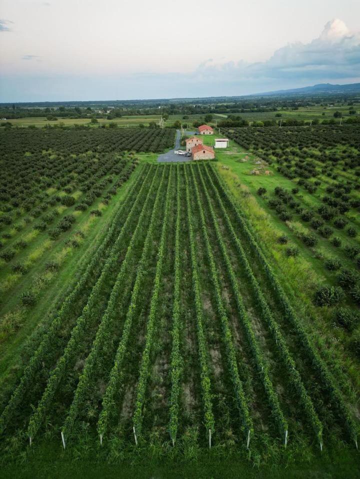 Mestvireni Telavi Esterno foto