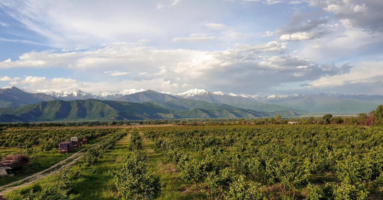 Mestvireni Telavi Esterno foto